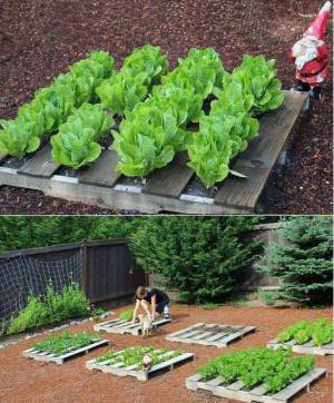 Fraisiers en palette jardin a salades.jpg Fraisiers en palette jardin a salades.jpg
