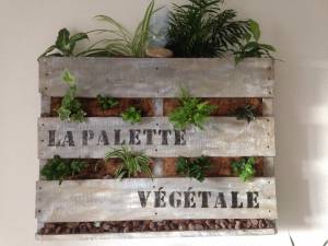 Fraisiers en palette la palette vegetale.jpg Fraisiers en palette la palette vegetale.jpg