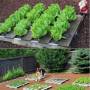 fraisiers_en_palette_jardin_a_salades.jpg